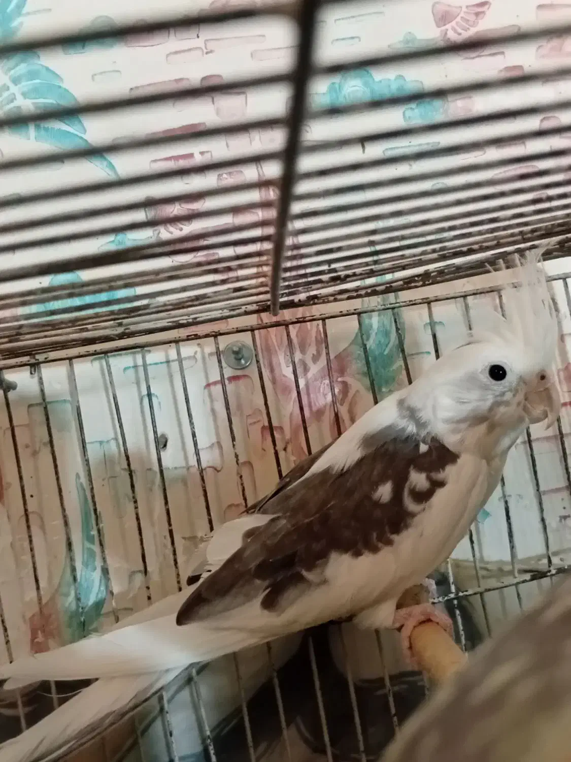 عروس هلندی دوکت نر|پرنده|سبزوار, کهنه آب|دیوار