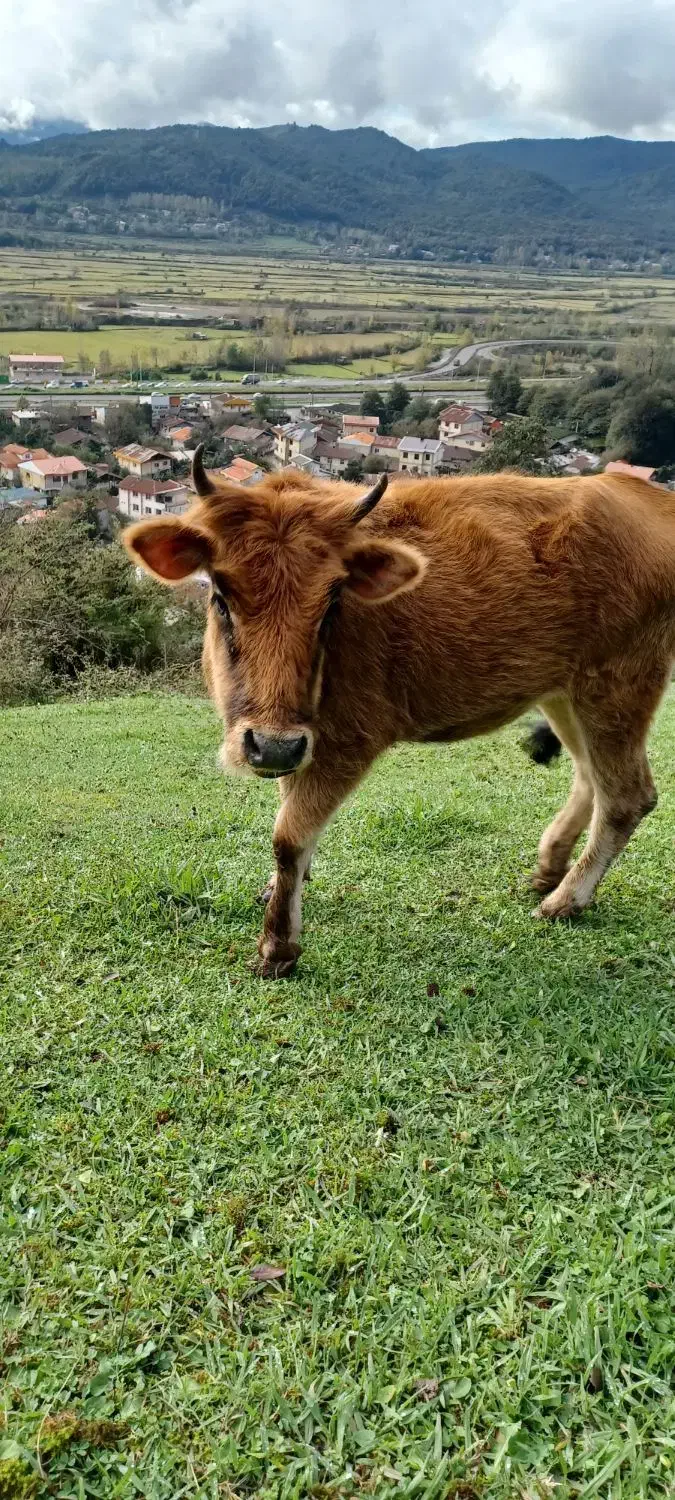 گاو|حیوانات مزرعه|سنگر, |دیوار