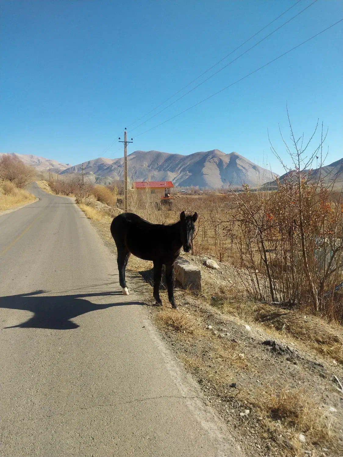 دوتا کره اسب فروشی|حیوانات مزرعه|ارجمند, |دیوار