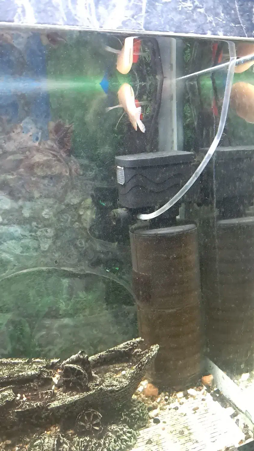 ماهی وآکواریوم|ماهی|تبریز, |دیوار