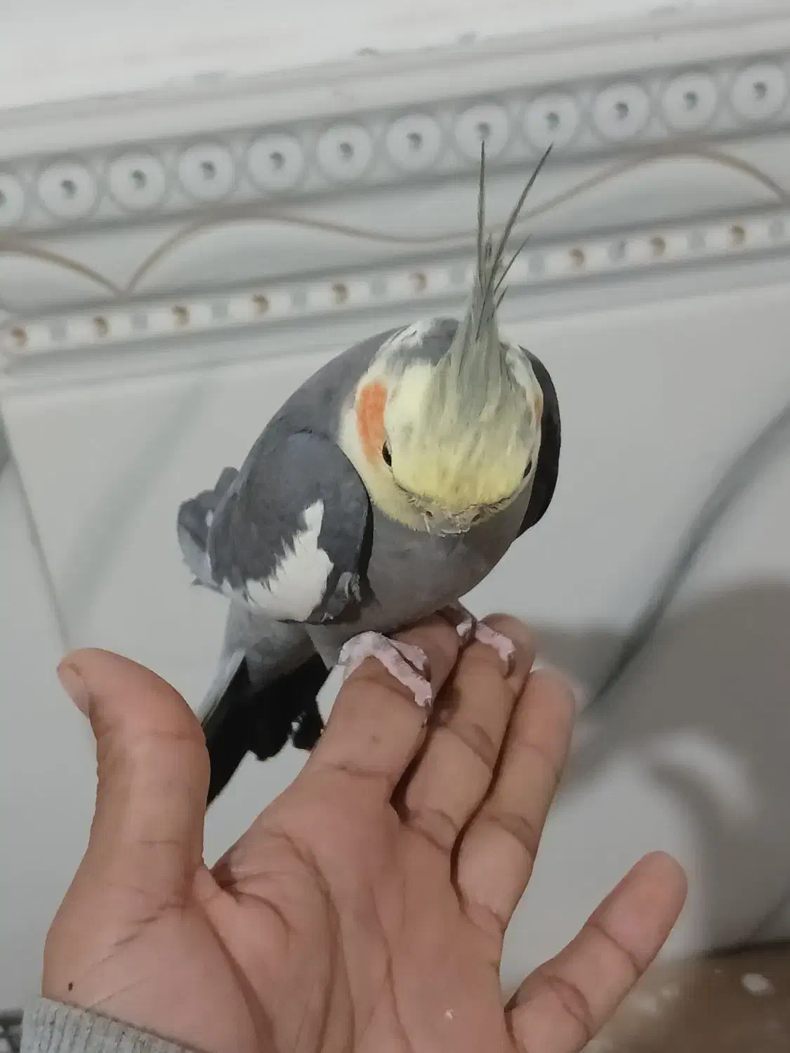 عروس هنلدی|پرنده|قشم, |دیوار