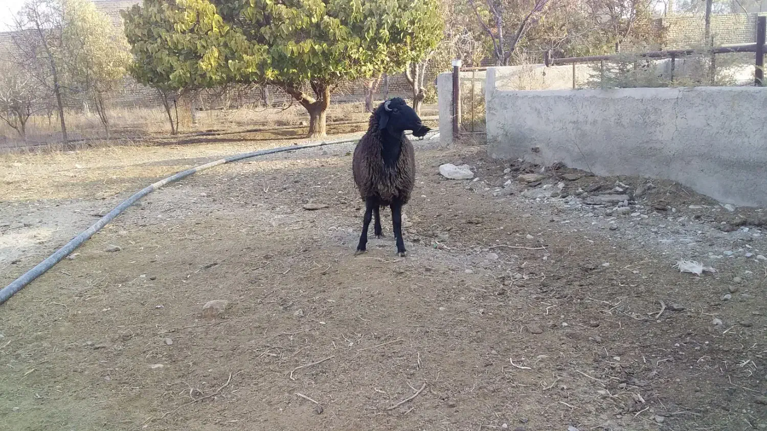 یک دونه بره نر|حیوانات مزرعه|پیشوا, |دیوار