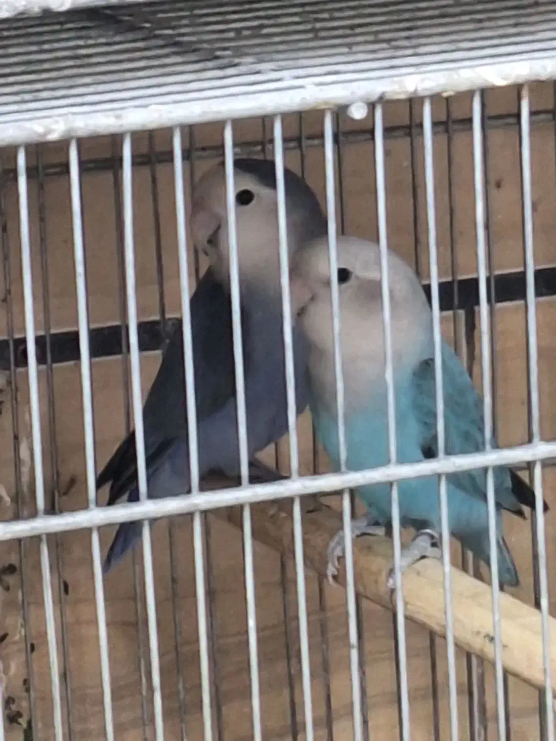 طوطی بریزیلی قناری|پرنده|قزوین, |دیوار