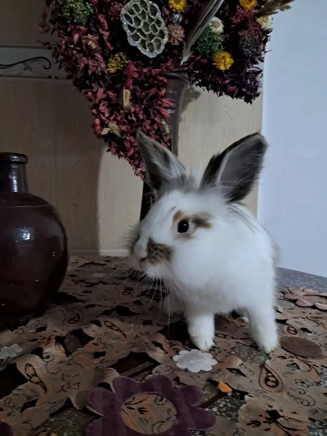 خرگوش لوپ|موش و خرگوش|تبریز, |دیوار