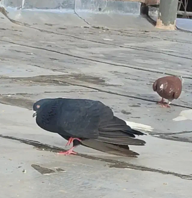 کفتر دم سفید|پرنده|تربت‌حیدریه, حسنی بالا|دیوار