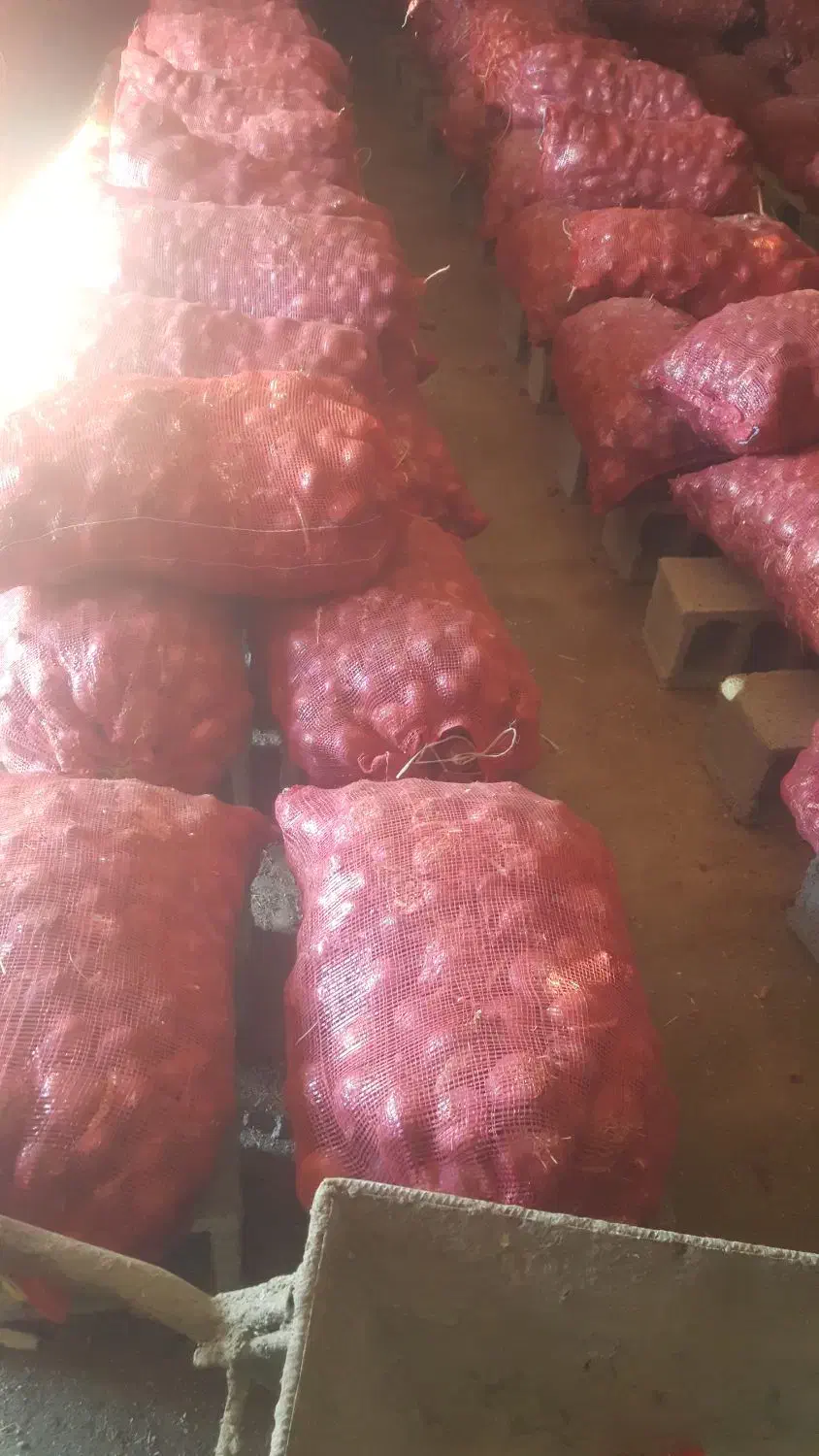 پیاز عمده|عمدهفروشی|گوآور, |دیوار