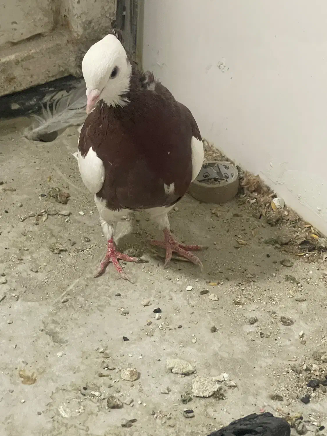 کبوتر|پرنده|شیراز, کوزه گری|دیوار