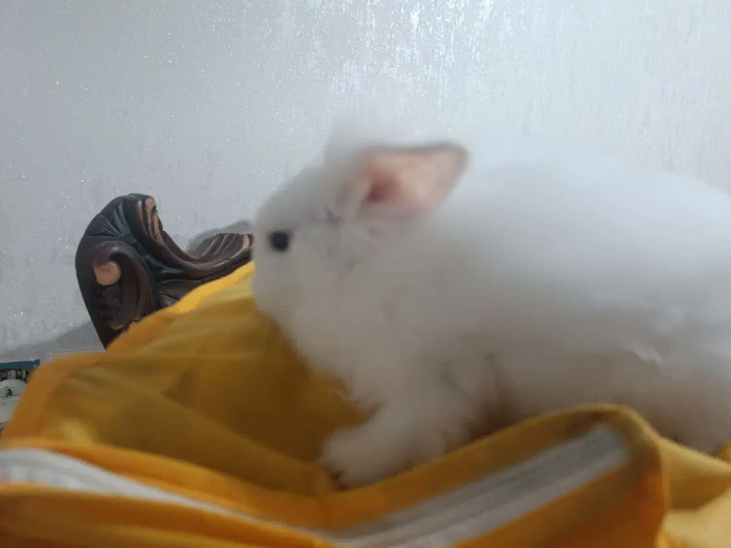 خرگوش لوپ چشم آبی|موش و خرگوش|شوشتر, |دیوار