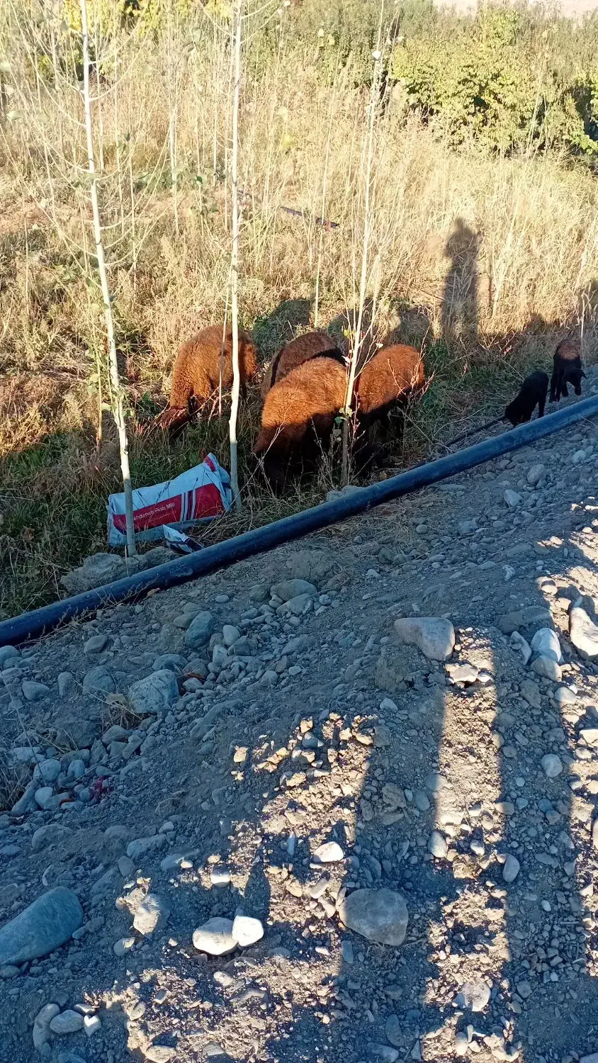 گوسفند بره دار|حیوانات مزرعه|ماهنشان, |دیوار