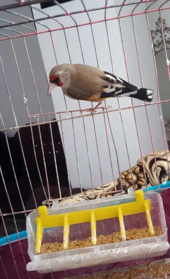 سهره سقا نر بخون|پرنده|کرمان, |دیوار