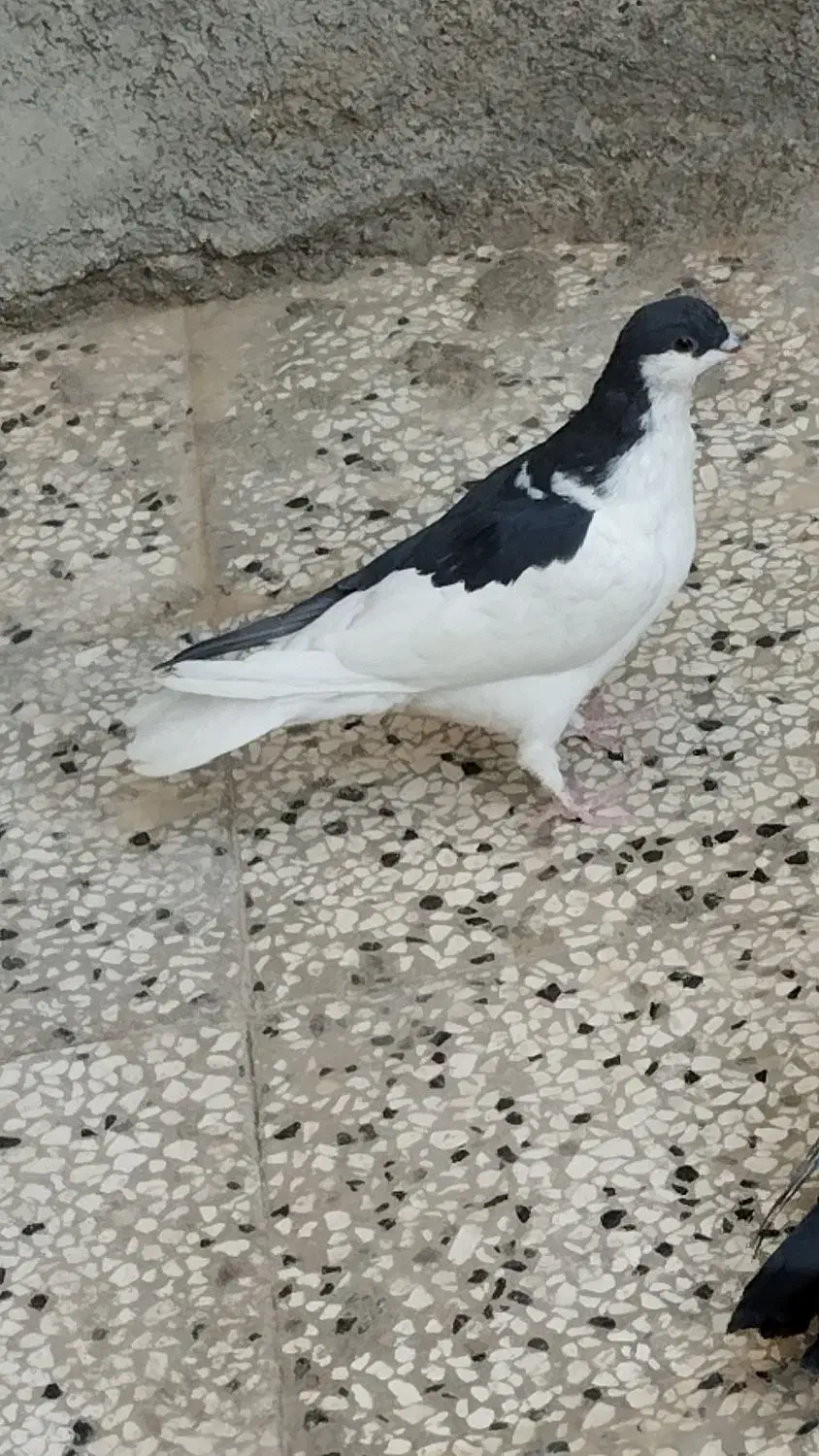 کبوتر نهبندان|پرنده|نهبندان, |دیوار