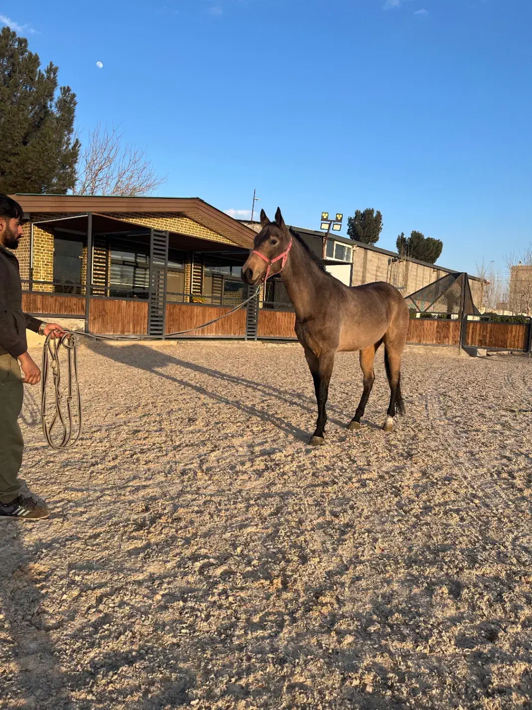 اسب پرشی|اسب و تجهیزات اسبسواری|صفادشت, |دیوار