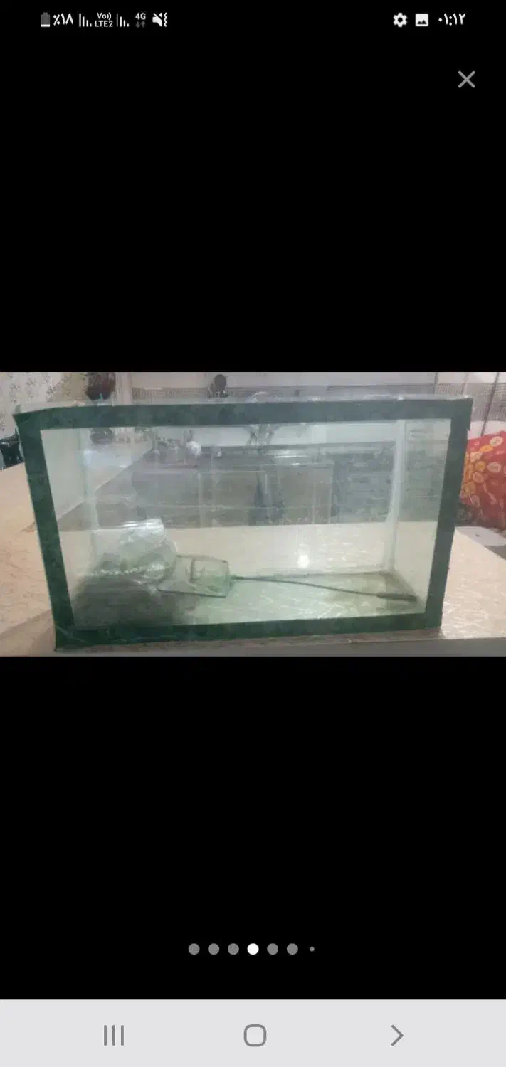 ماهی گوشتخوار|ماهی|مشهد, حضرت حجت|دیوار