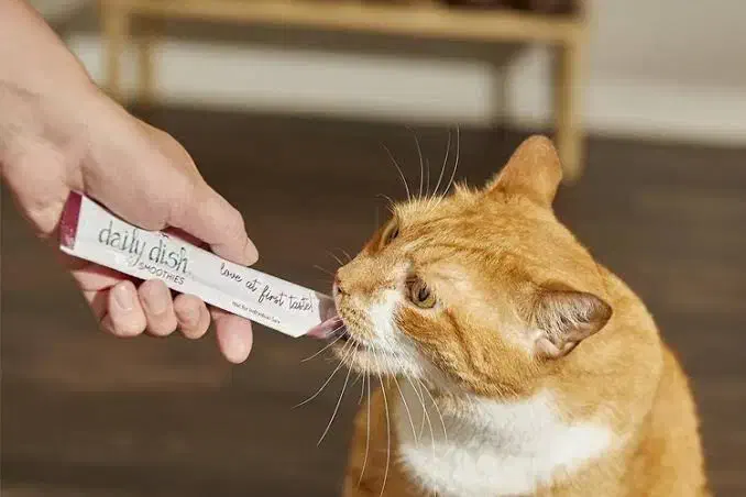 فیدار و خاک گربه|گربه|بیرجند, |دیوار