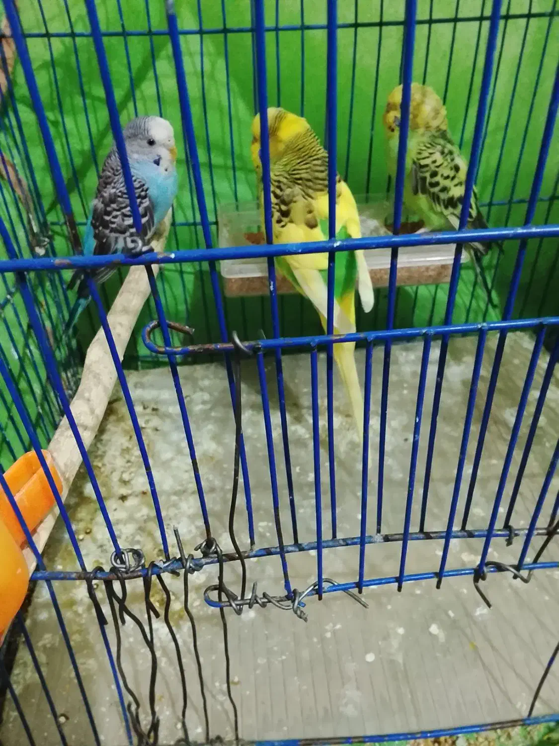 مرغ عشق ضمانتی|پرنده|کرمان, |دیوار