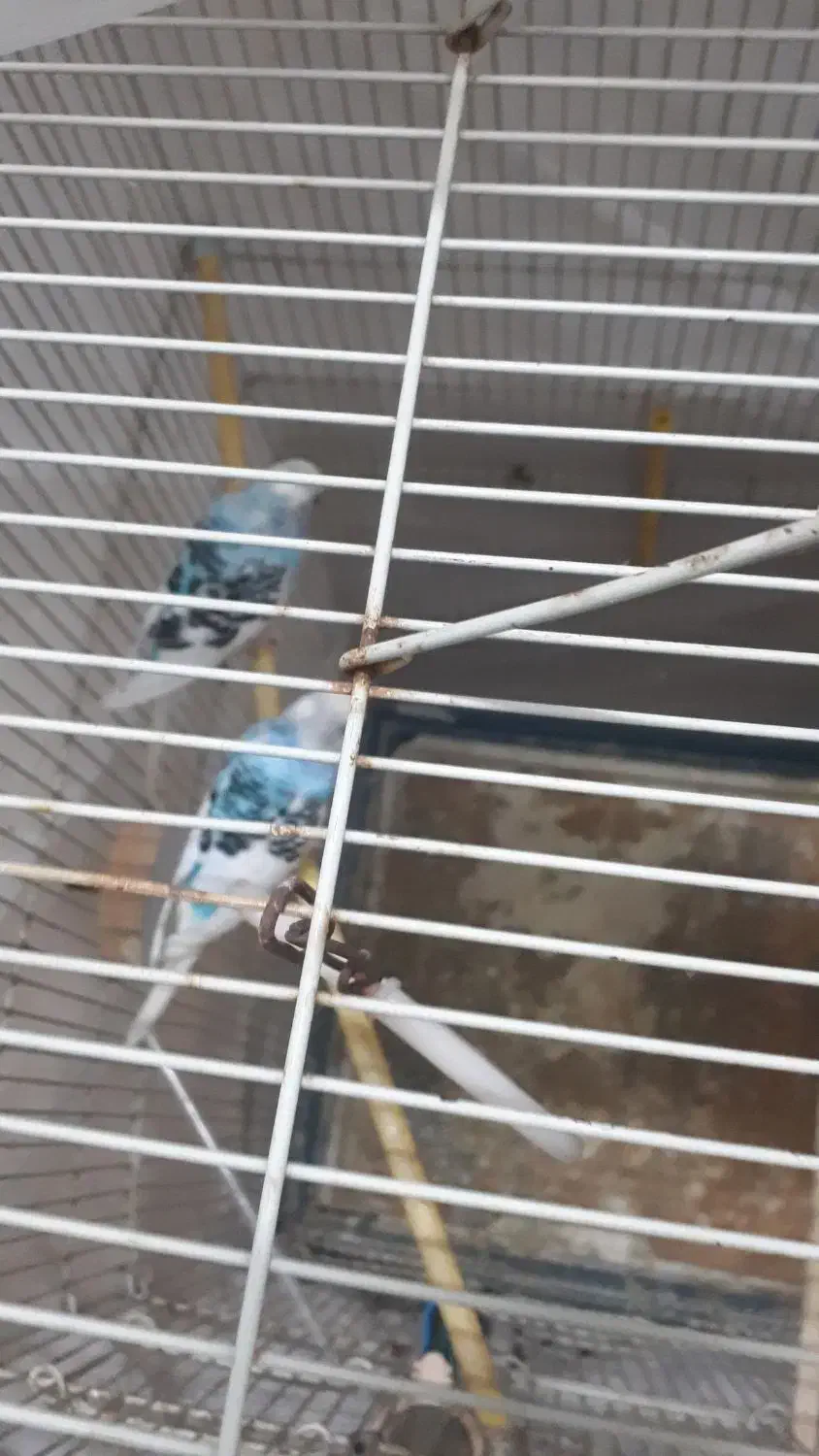 معاوضه باخروس و عروس هلندی و تخم مرغ برهما|پرنده|لنگرود, |دیوار