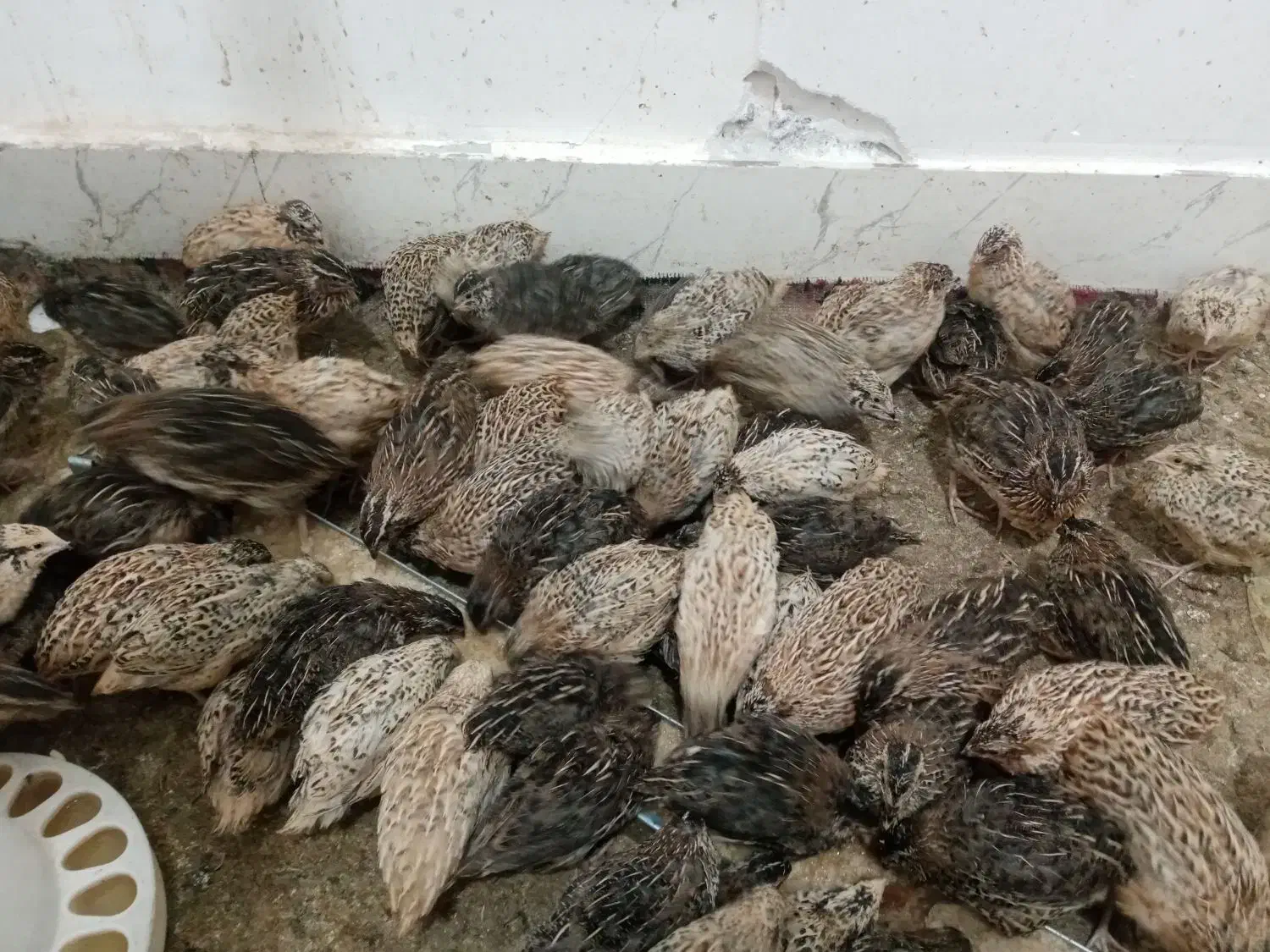 بلدرچین|حیوانات مزرعه|سبزوار, کلاته سیفر|دیوار