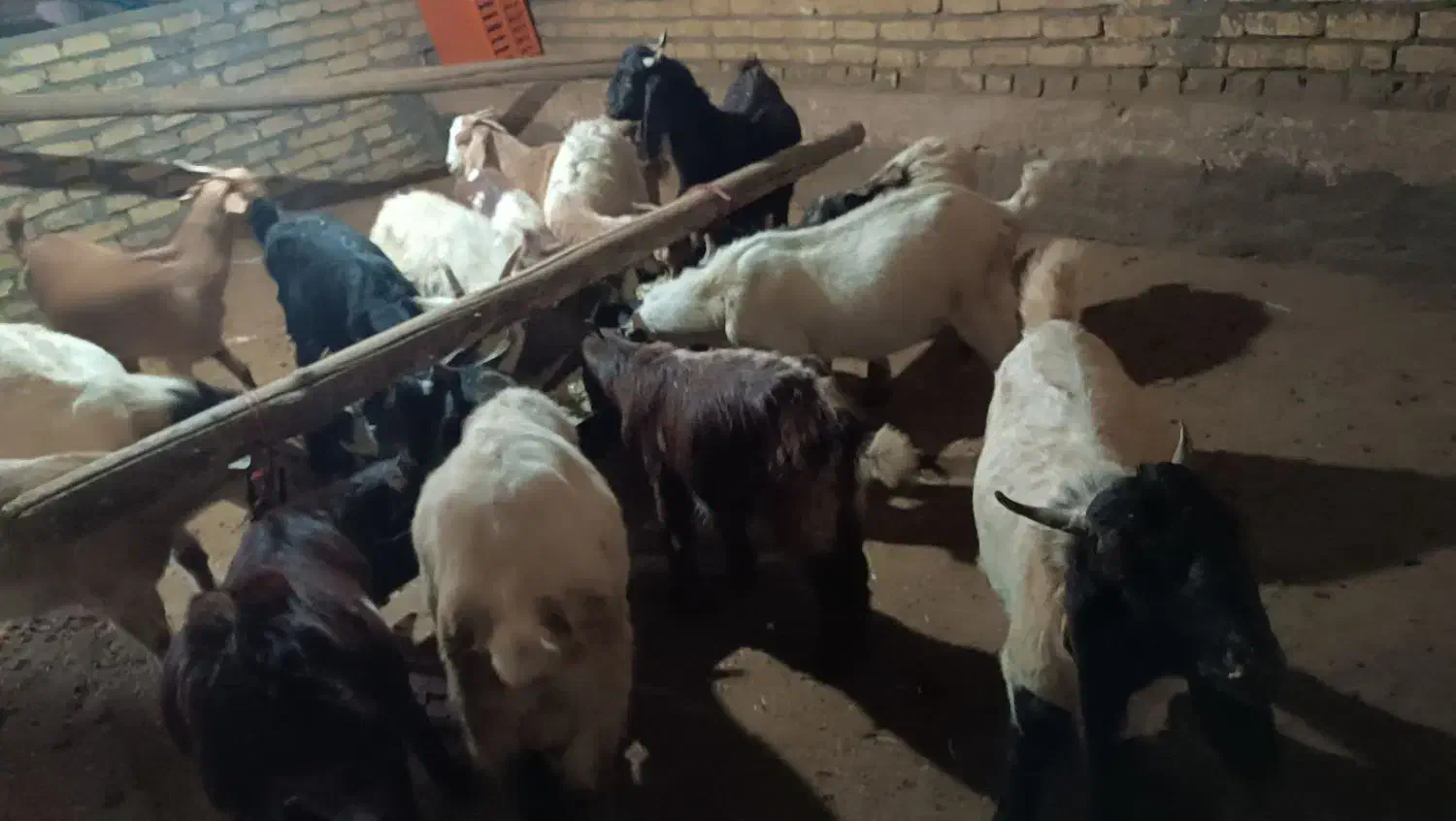 ۱۵عدد بزغاله|حیوانات مزرعه|خمین, |دیوار