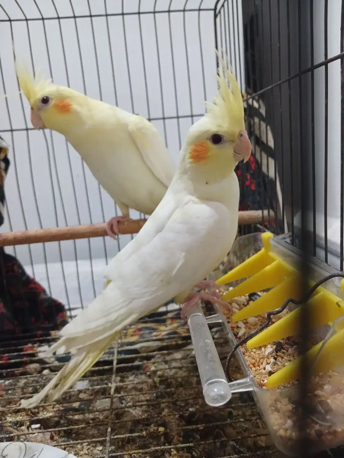 عروس هلندی|پرنده|کارون, |دیوار