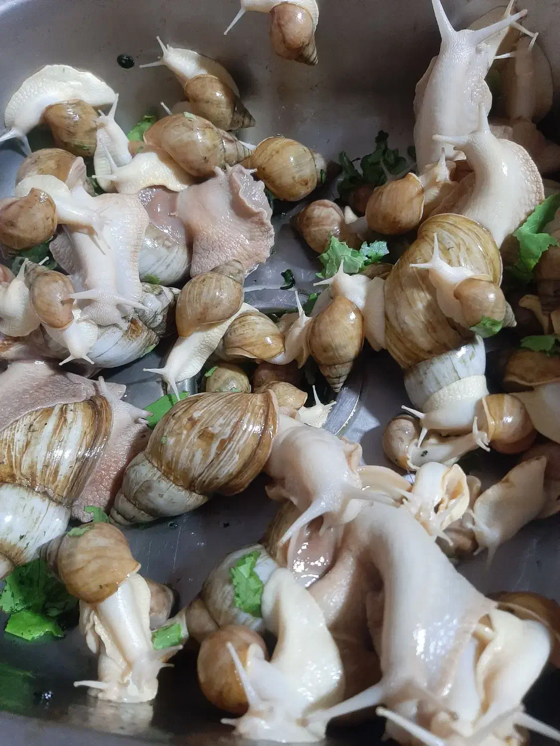 حلزون آلبینو|خزنده|شیراز, ده پیاله|دیوار