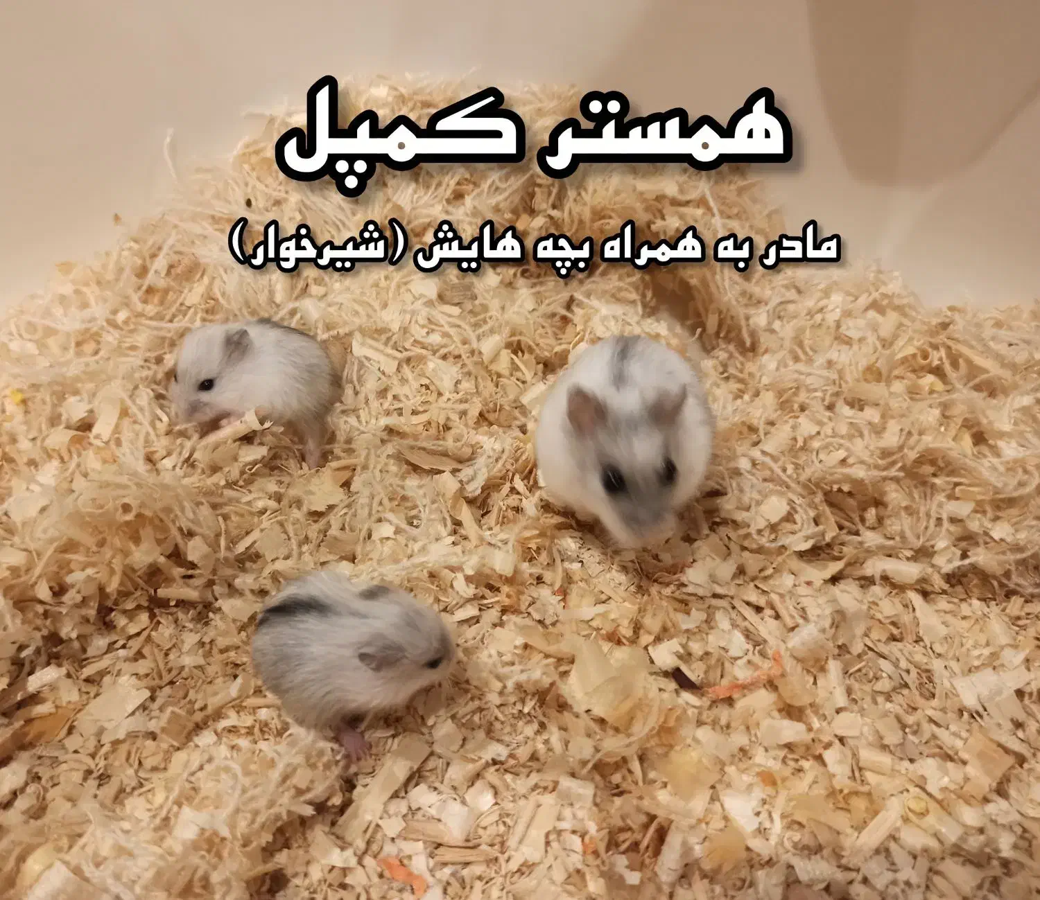 همستر کمپل همراه نوزاد شیرخوار|موش و خرگوش|تهران, امامت|دیوار