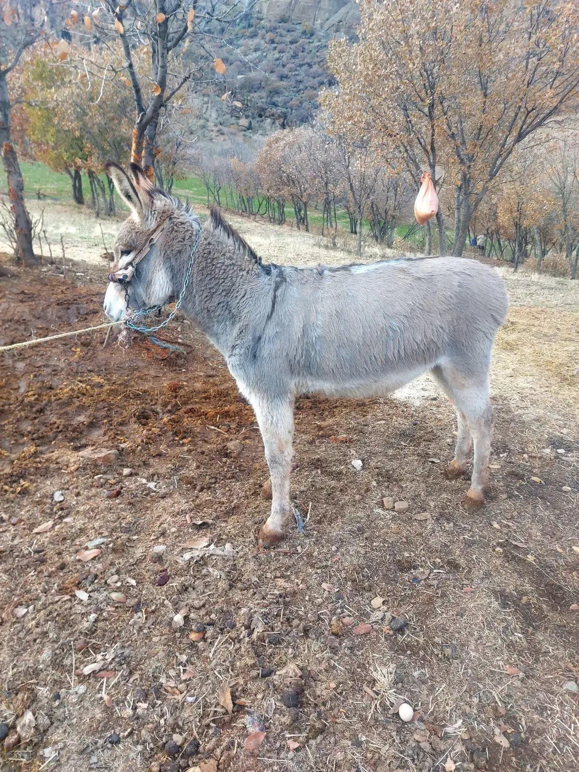 الاغ|حیوانات مزرعه|خرم‌آباد, |دیوار