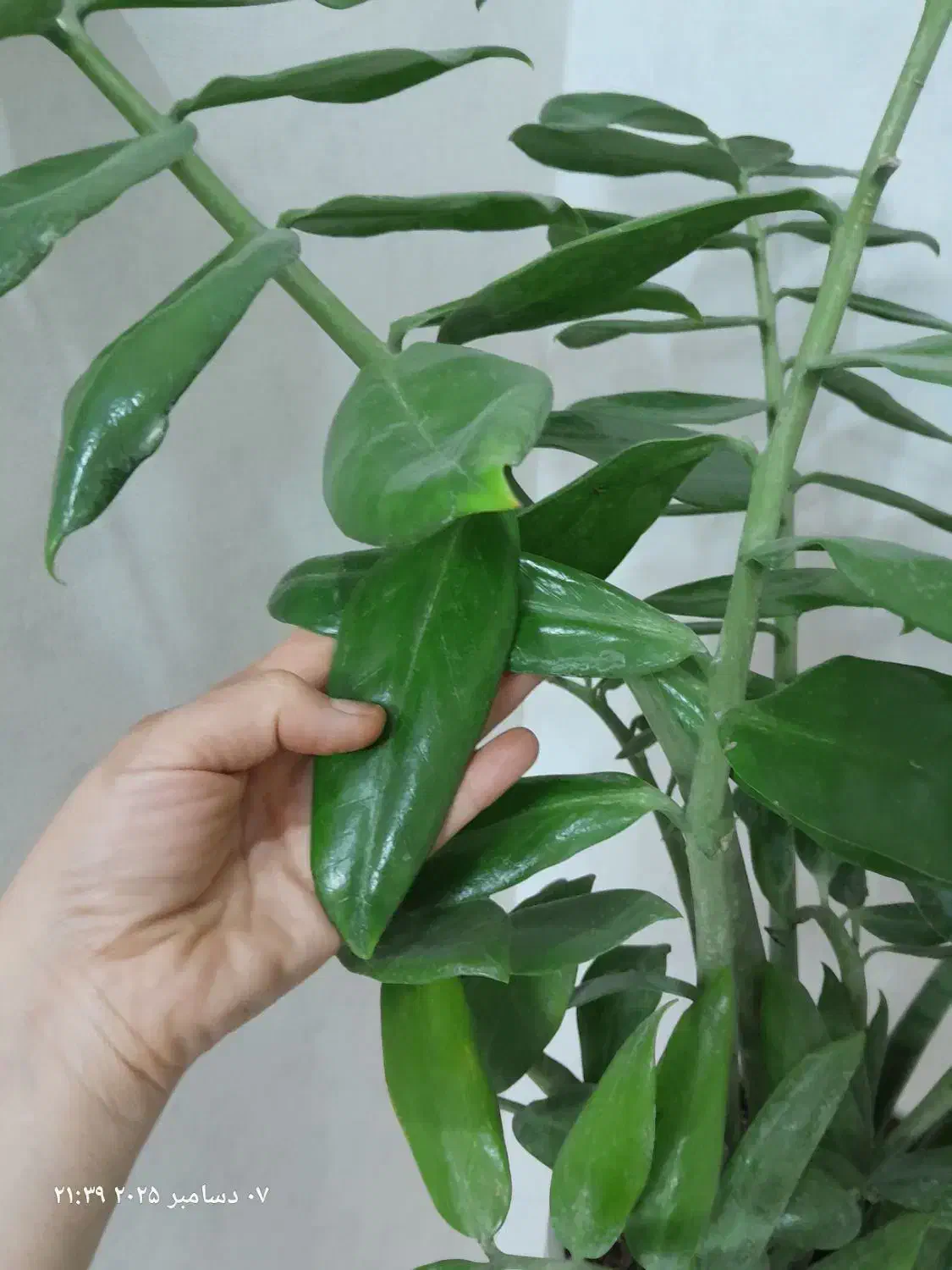 گلدان گل زامفولیا هلندی|گل و گیاه طبیعی|مشهد, شهرک رازی (شهرک غرب)|دیوار