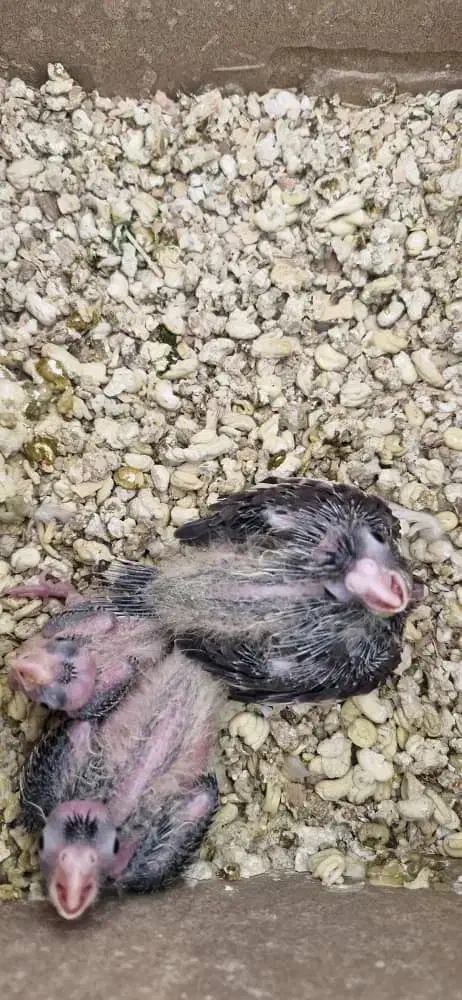 عروس هلندی|پرنده|انار, |دیوار