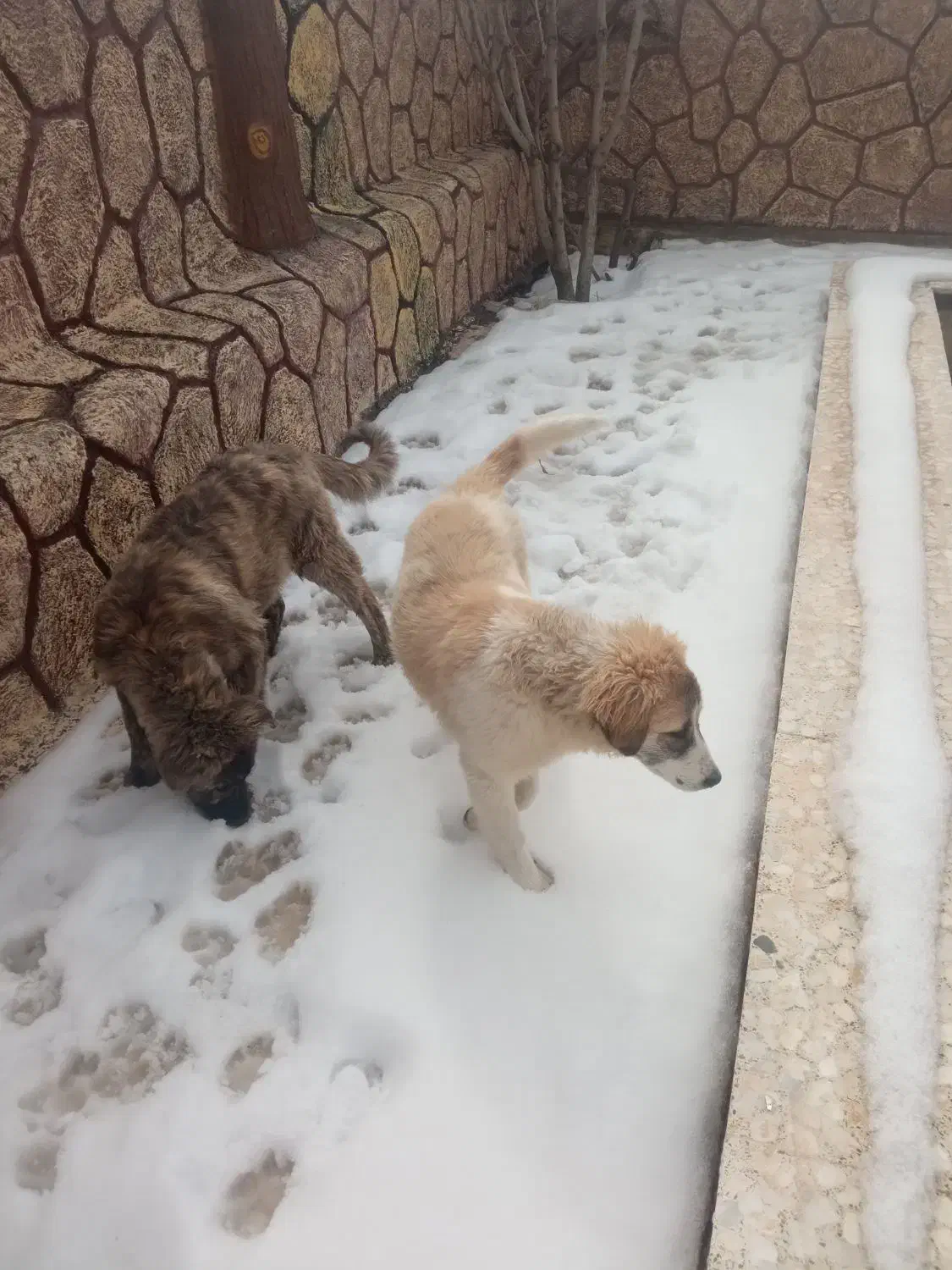 سگ نژاددار|سگ|جوانرود, |دیوار