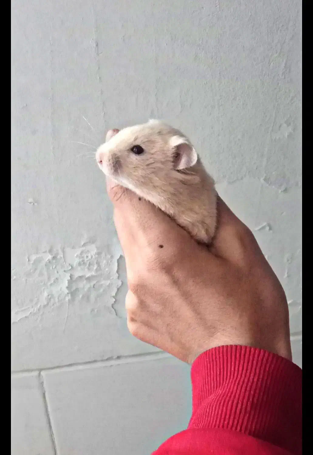 همستر|موش و خرگوش|بافق, |دیوار