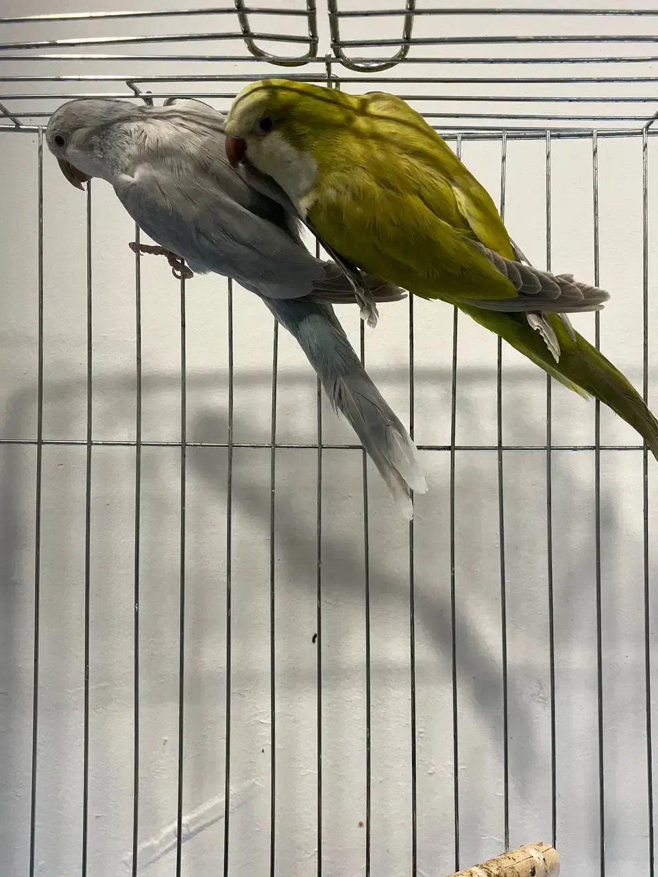 طوطی راهب سبز پسته ای و بلو اسکای|پرنده|آمل, |دیوار