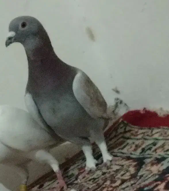 بورمگس|پرنده|زابل, |دیوار