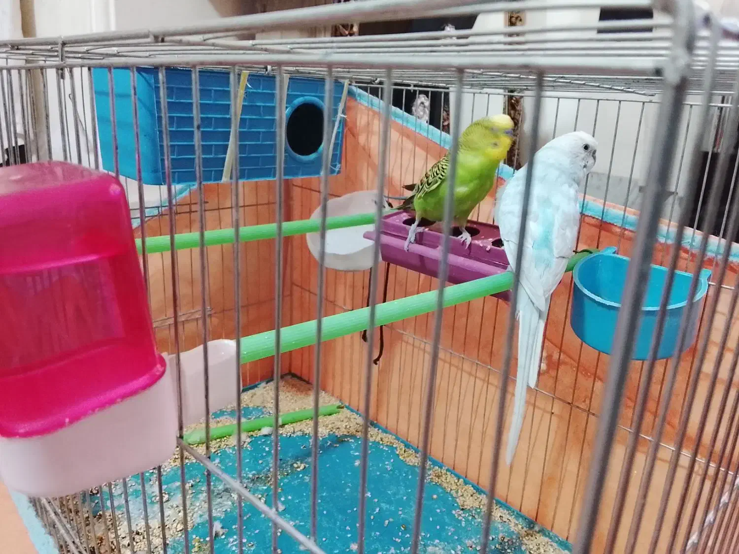 فروش مرغ عشق|پرنده|ابهر, |دیوار