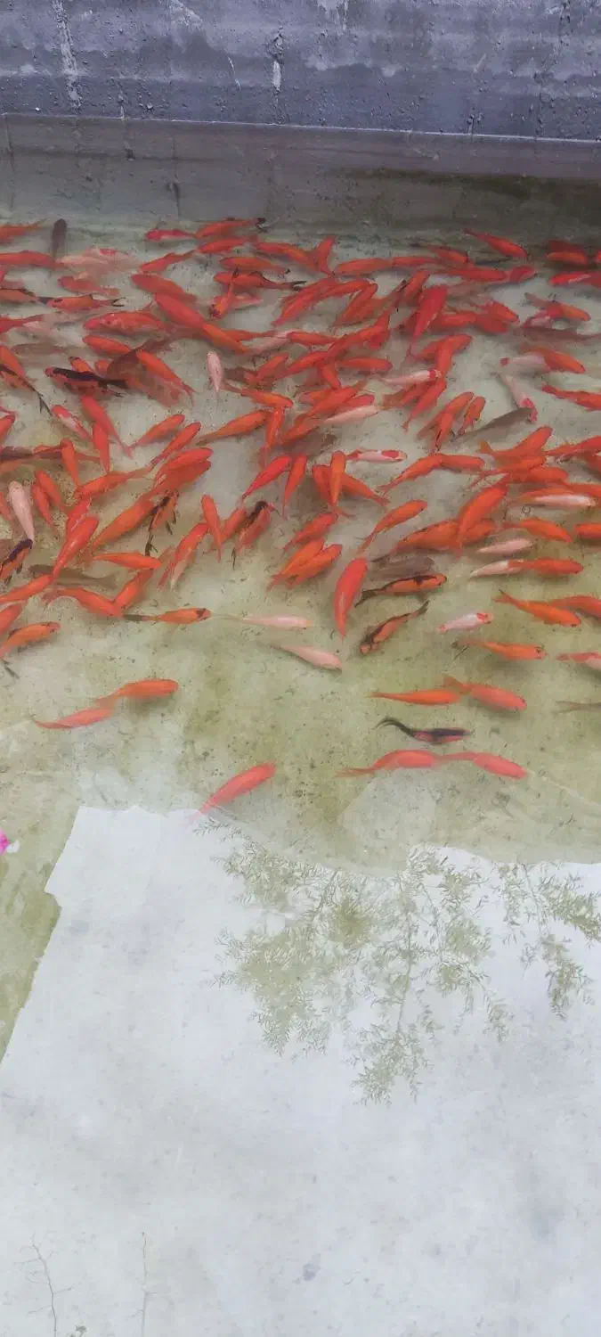 ماهی قرمز|ماهی|چالوس, |دیوار