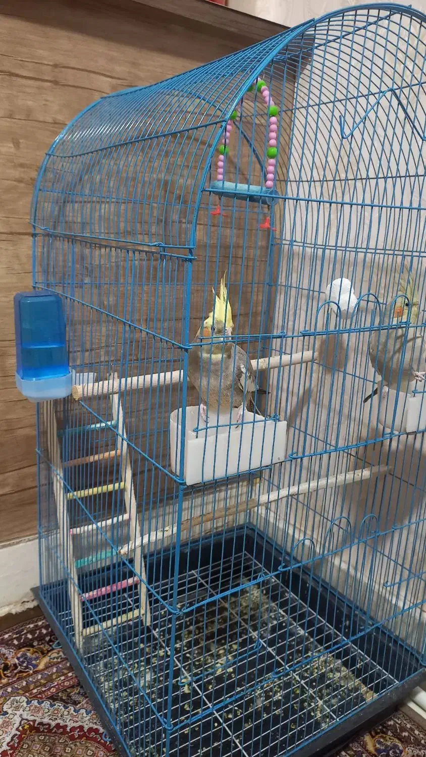 یک جفت عروس هلندی|پرنده|ساوه, |دیوار