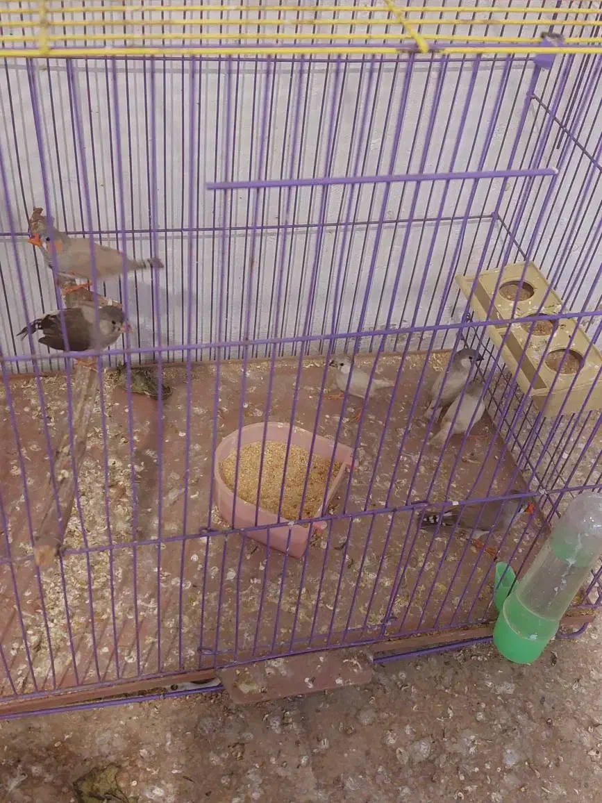 فنج|پرنده|قزوین, |دیوار