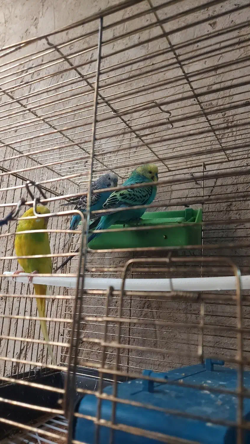 مرغ عشق نر|پرنده|سراوان, |دیوار