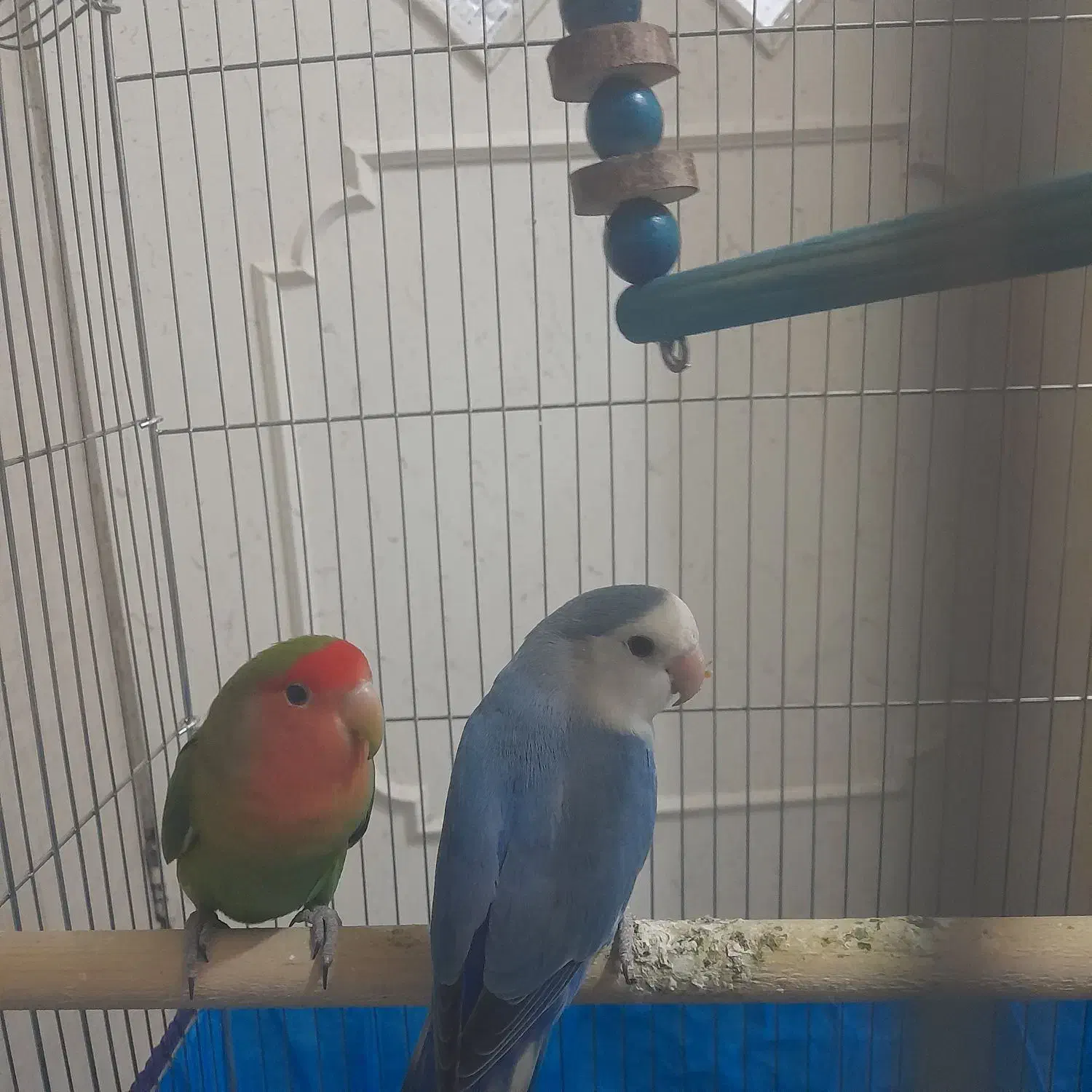 طوطی برزیلی رام و دستی|پرنده|سنندج, |دیوار