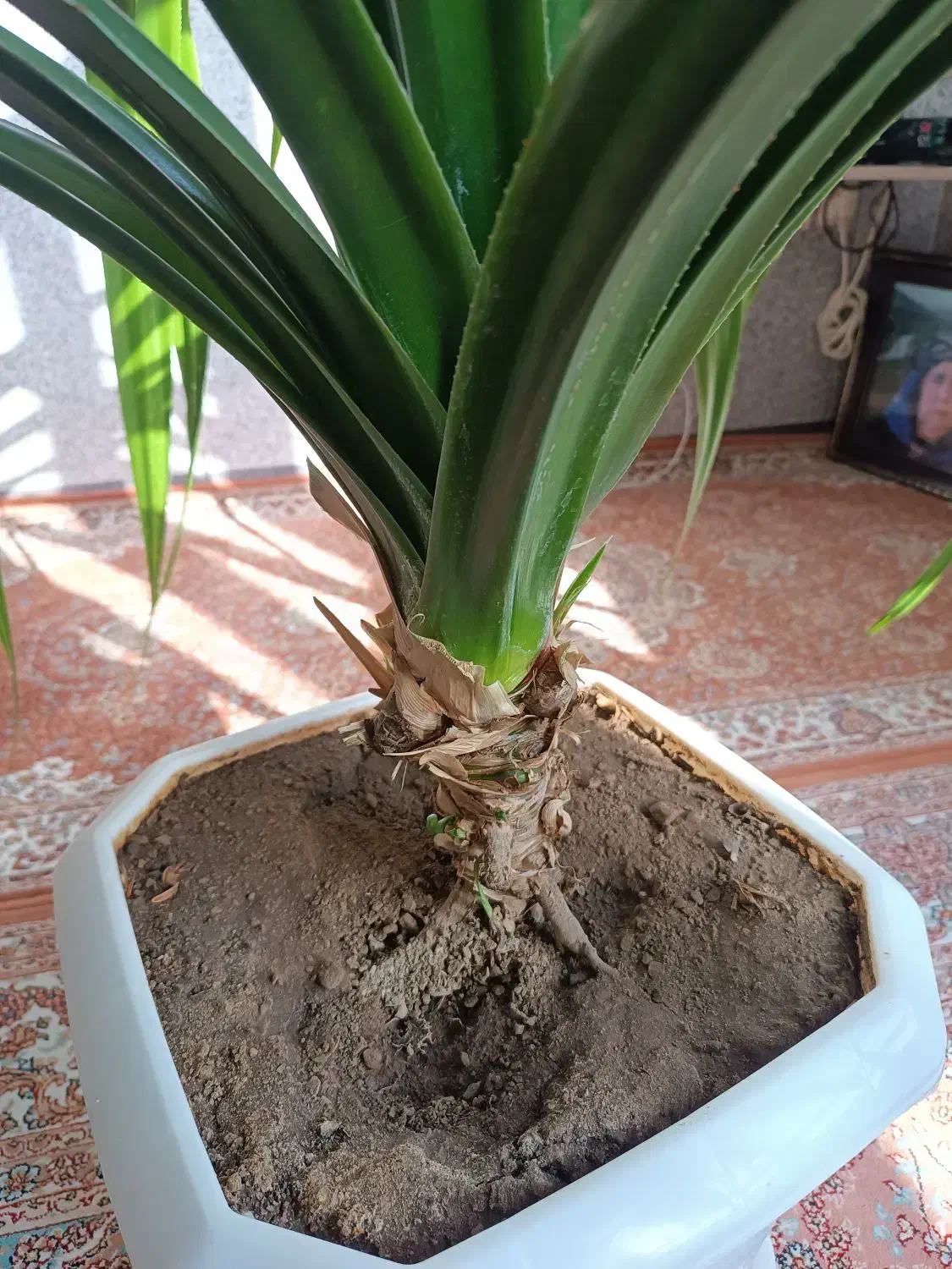 گل خانگی|گل و گیاه طبیعی|بانه, |دیوار