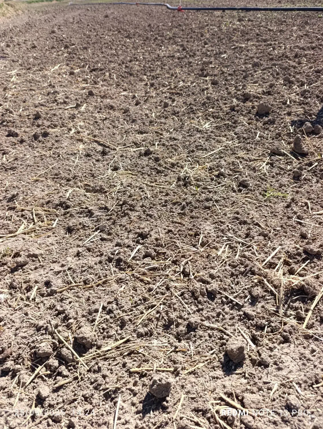 اجاره زمین آبی جهت کاشت پیاز دارای آب و برق 3فاز|اجارهٔ دفتر صنعتی، کشاورزی، تجاری|سیمینه, |دیوار