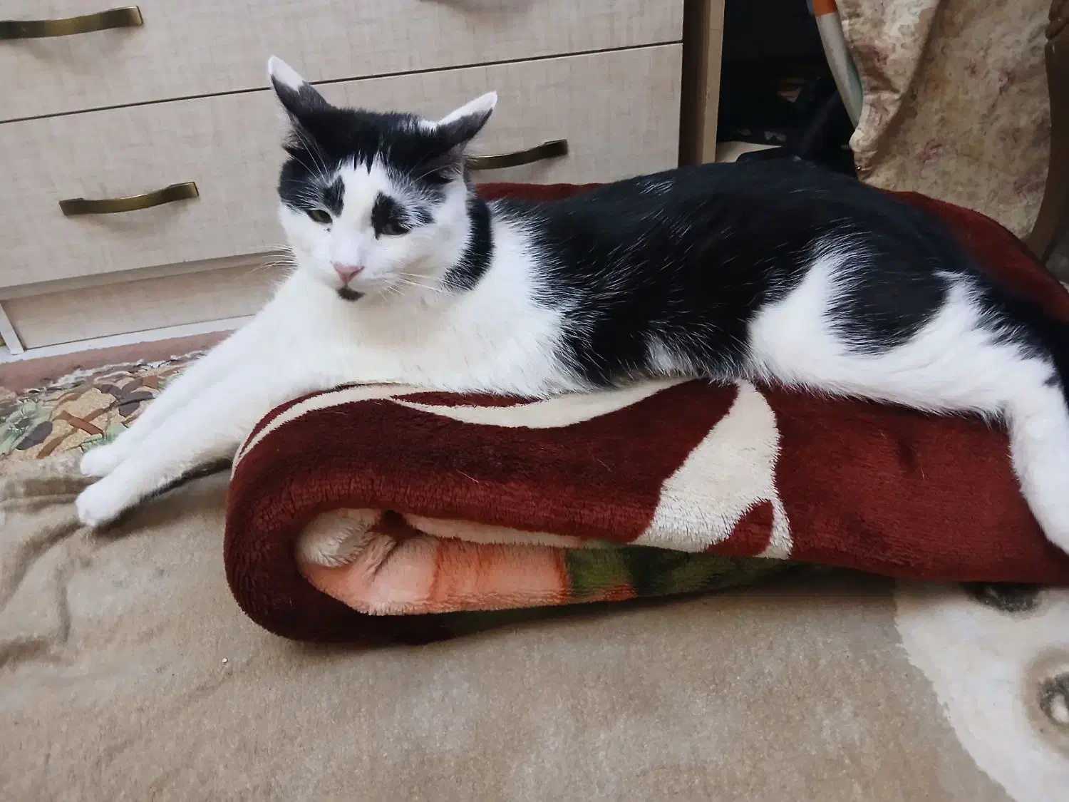 گربه واگذاری رایگان|گربه|کرج, شاهین‌ویلا|دیوار