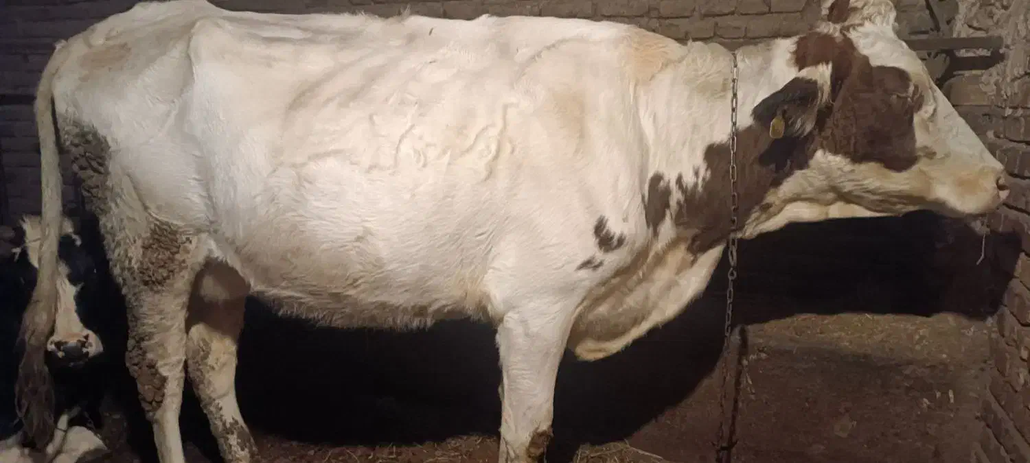 گاو سمینتال سفید|حیوانات مزرعه|نوشین شهر, |دیوار