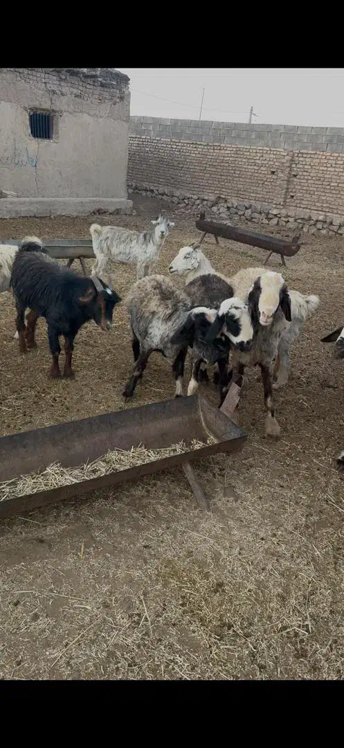 میش داشتی|حیوانات مزرعه|سده (فارس), |دیوار