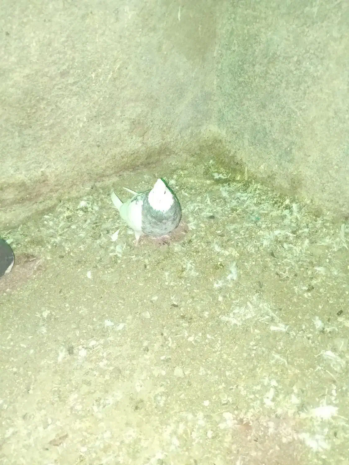 کبوتر آس ماده|پرنده|سنگدوین, |دیوار