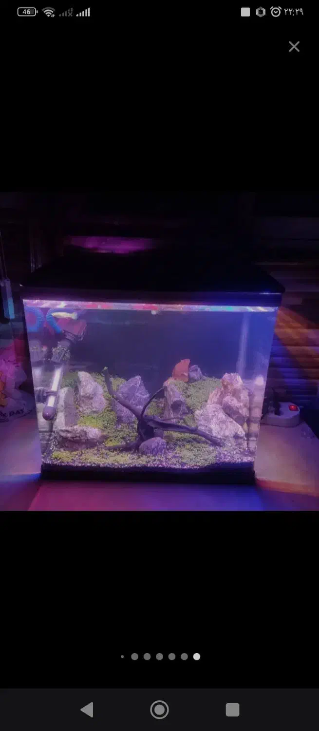 آکواریوم شیشه خم دلسا|ماهی|شاهینشهر, بنیاد ازدواج|دیوار