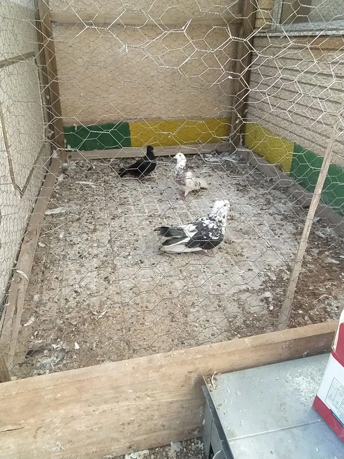 کفتر کبوتر|پرنده|فلاورجان, |دیوار