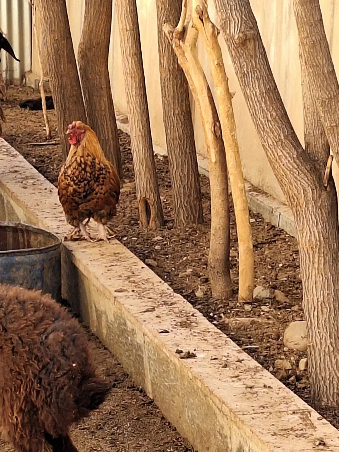 مرغ وخروس|حیوانات مزرعه|پردیس, شهرک صنعتی خرمدشت فاز ۷|دیوار