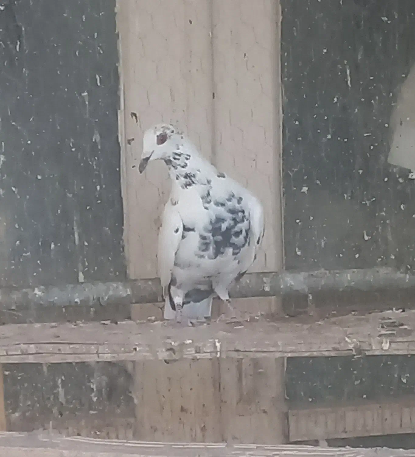 کبوتر گلی|پرنده|آباده, |دیوار