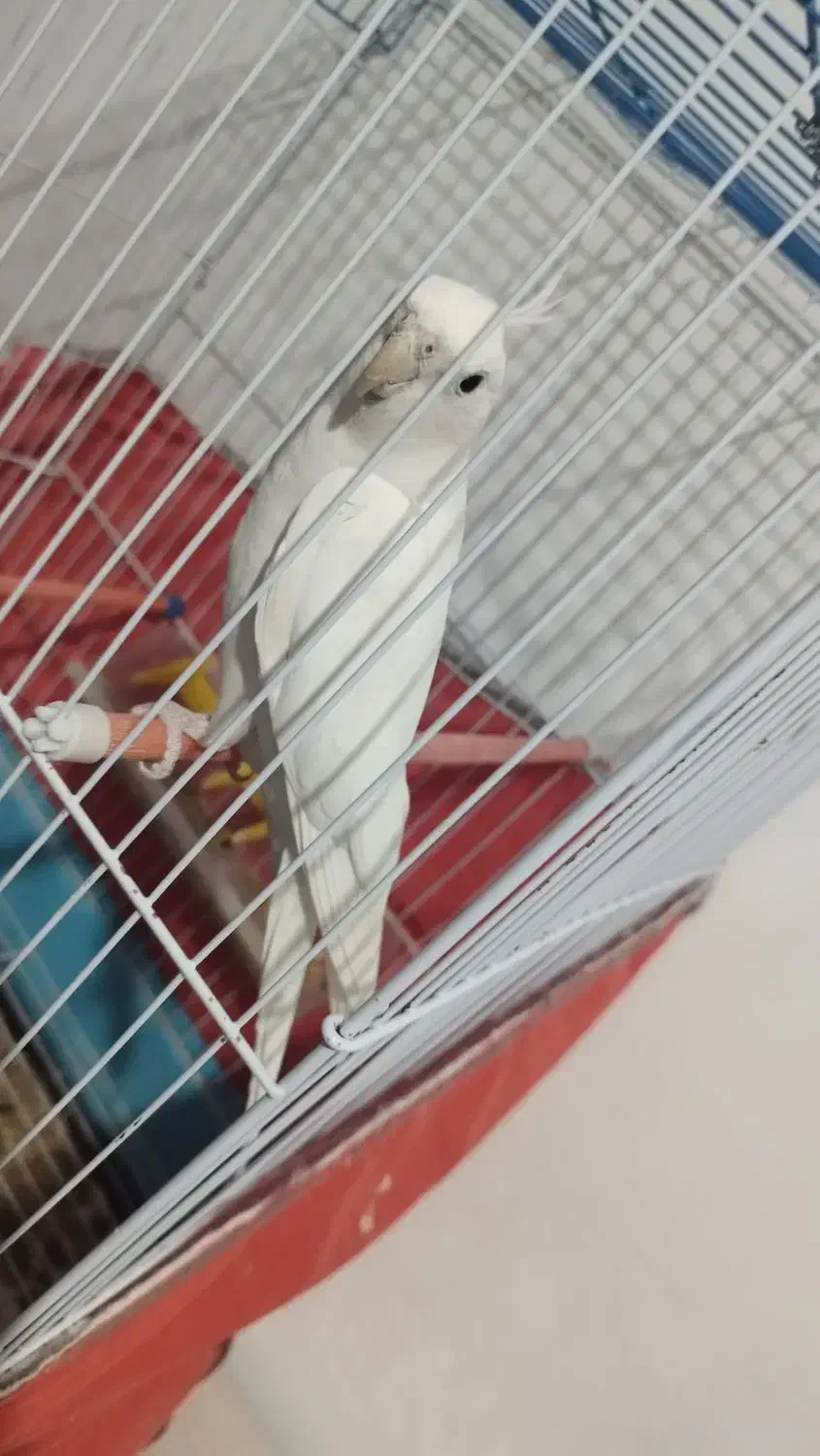 البینو|پرنده|نیریز, |دیوار