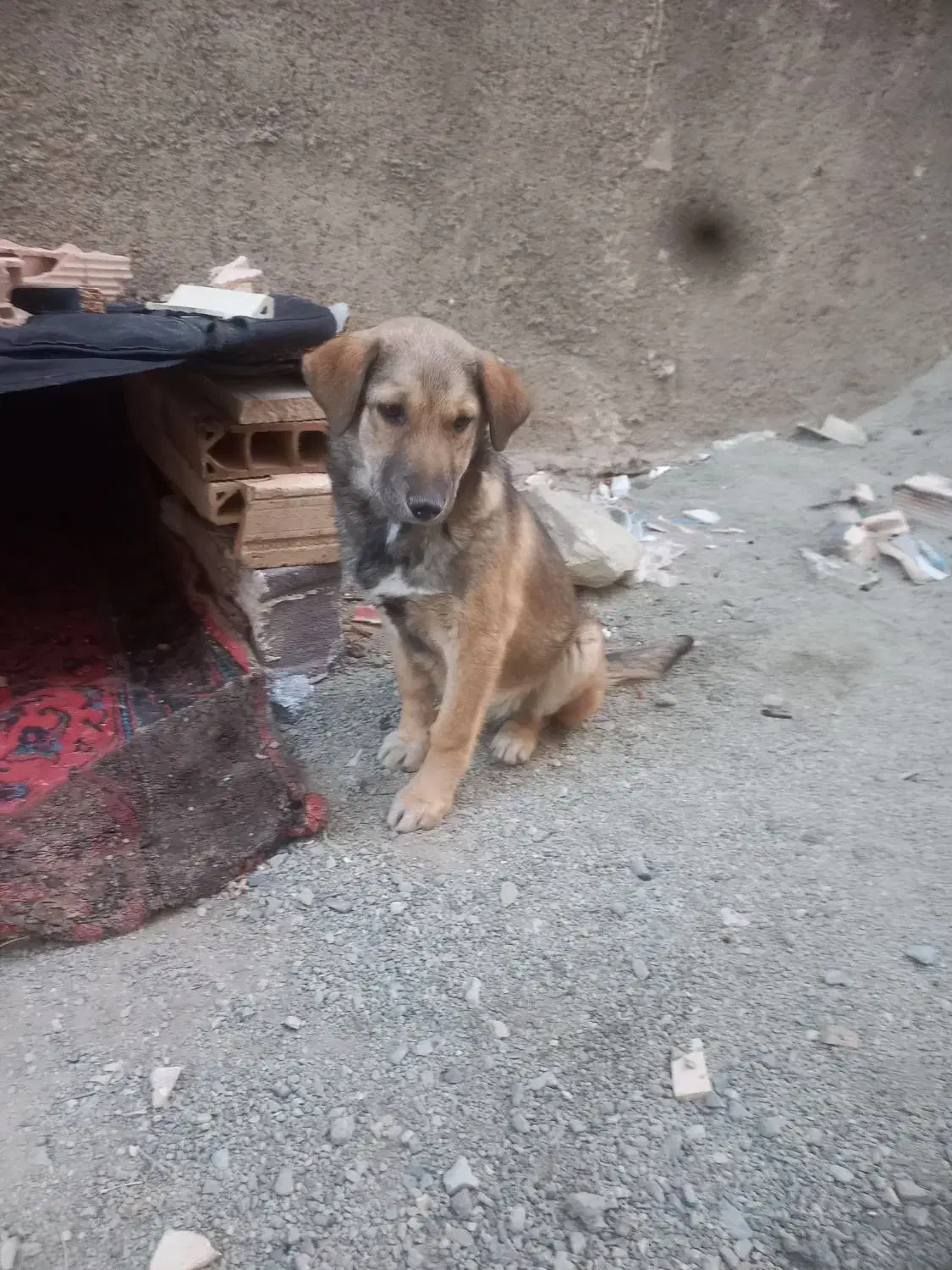 توله سگ پژدر عراقی|سگ|بهارستان, |دیوار